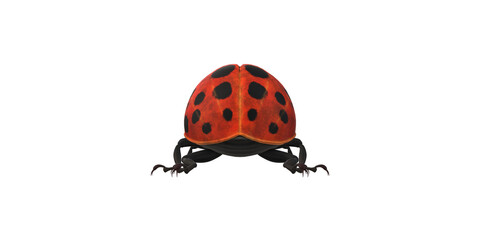 Lady Bug isolated on a Transaprent Background