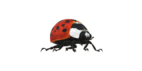 Lady Bug isolated on a Transaprent Background