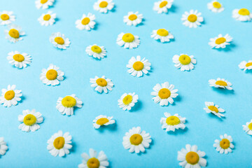 Frame of daisies and leaves on a blue background. Flat lay, top view.
Daisy pattern. Flat lay spring and summer chamomile flowers. The concept of repetition.