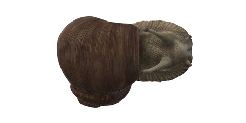 Snail isolated on a Transparent Background
