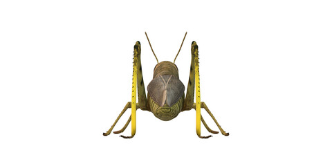 Grasshopper isolated on a Transparent Background