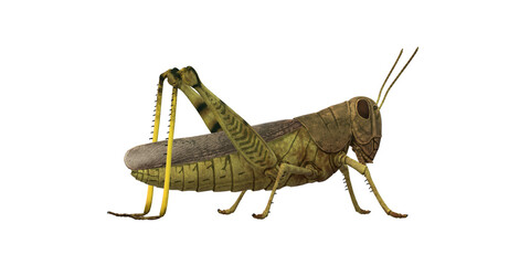 Grasshopper isolated on a Transparent Background