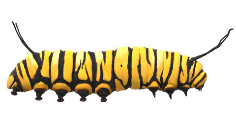 Caterpillar isolated on a Transparent Background