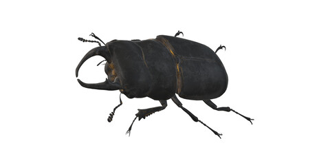 Stag Bettle isolated on a Transparent Background