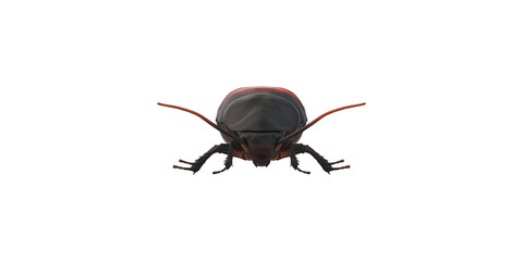 Cockroach isolated on a Transparent Background