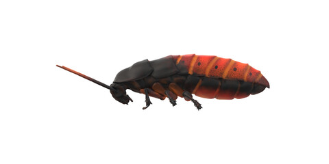 Cockroach isolated on a Transparent Background