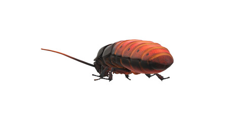 Cockroach isolated on a Transparent Background