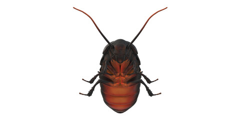 Cockroach isolated on a Transparent Background