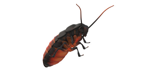 Cockroach isolated on a Transparent Background