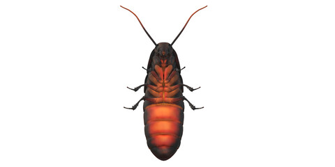 Cockroach isolated on a Transparent Background