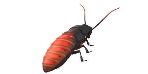 Cockroach isolated on a Transparent Background