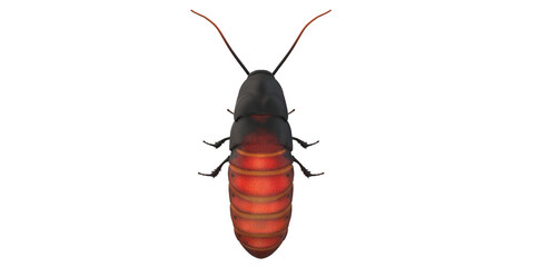 Cockroach isolated on a Transparent Background