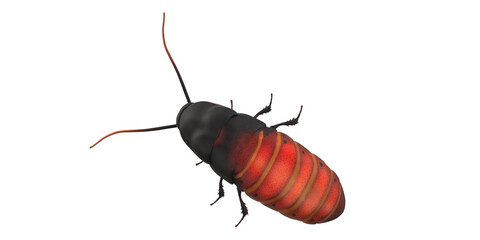 Cockroach isolated on a Transparent Background