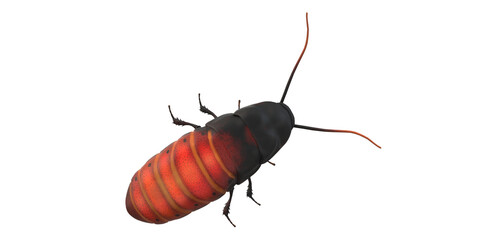 Cockroach isolated on a Transparent Background