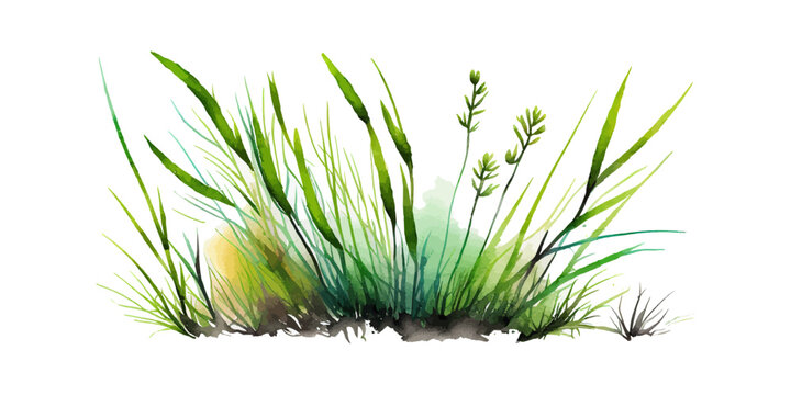 Watercolor green grass isolated on white background. Vector illustration desing.