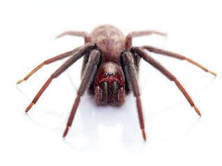 Spider on a white background. Tube-dwelling Spider. Segestria florentina.