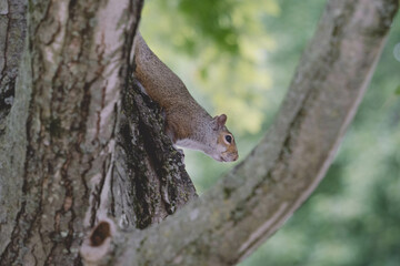 A squirrel in between branches on a tree in New Jersey 