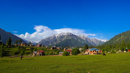 cows in the mountains