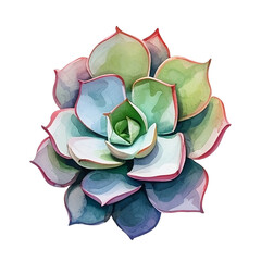 succulents and alovera watercolor clipart