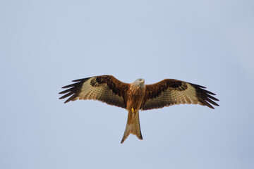 Closeup of a red kite taken bottom up at very close distance with a neutral light blue background 