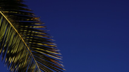 palm tree leave against the sky
