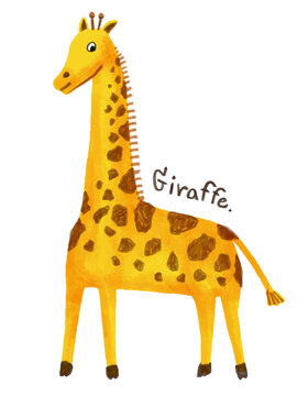 Giraffe. Hand-drawn character animal illustration isolated on white background. Pastel.Oil pastel. Crayon and Chalk.