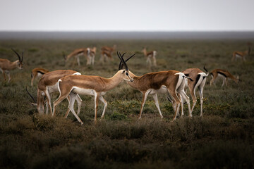 A herd of wild impala antelopes, rooibok, in the savannah in the Serengeti National Park, Tanzania,...