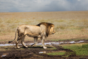 Wild majestic male lion with big mane, simba, in the savannah in the Serengeti National Park, Tanzania, Africa