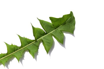 Fototapeta premium Green fresh dandelion leaf lies on an isolated white background.