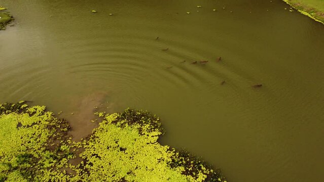 El encanto de la nataci&oacute;n: Capibaras disfrutando del agua en movimiento