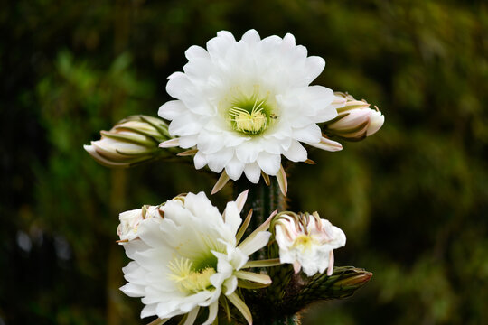 fleur de cactus seulement 5 jours dans l'annee