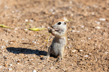 Naklejka na ściany i meble Juvenile round-tailed ground squirrel, Xerospermophilus tereticaudus, eating a mesquite flower stem while standing on their back legs in the Sonoran Desert. Cute and adorable wildlife. Tucson, AZ.