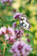 Zbliżenie motyla siedzącego na kwitnących kwiatach © ikrak