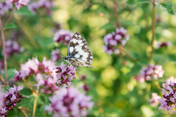 Biało-czarny motyl siedzący na kwitnących kwiatach