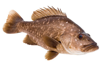 Bronze Bass fish. Transparent background. generative AI