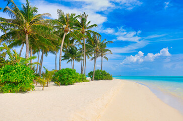 Fototapeta premium Idyllic Beach with Palm Trees at the Maldives, Indian Ocean