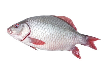 Obraz premium Crystal Carp fish. Transparent background. generative AI