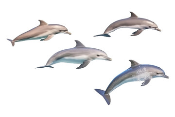 Dynamic Dolphins fish. Transparent background. generative AI