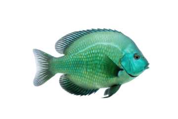 Emerald Delight fish. Transparent background. generative AI