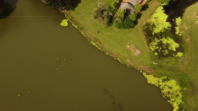 Bajo el sol y las olas: Capibaras nadando en la serenidad de la naturaleza