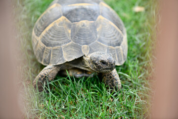 tortue venant manger sa salade  en fin de journee