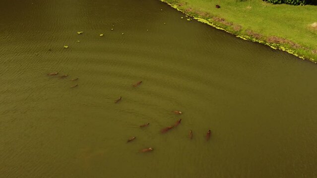 Vida acu&aacute;tica: Capibaras en su elemento, la laguna