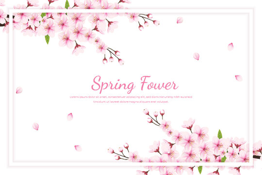 Cherry blossom background with white frame for text. Vector illustration.Realistic blooming cherry flowers and petals 