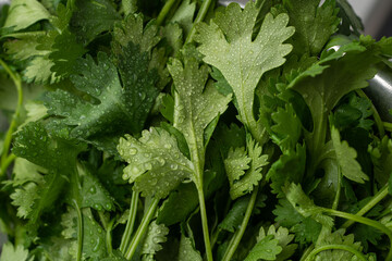 green cilantro
