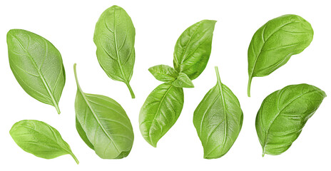 collection from basil leaves on white isolated background
