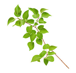 lilac branch with leaves on a white isolated background