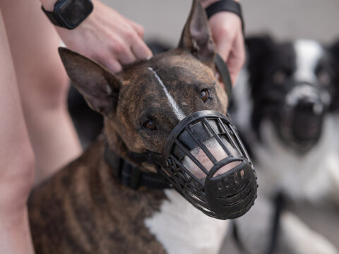 The owner puts a muzzle on a bull terrier dog on a walk outdoors.