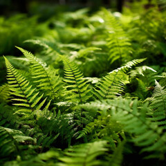 Decorative green male fern leaves spontaneus undergrowth in the woods, back light close up view , soft focus