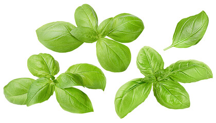 sprigs of basil on a white isolated background