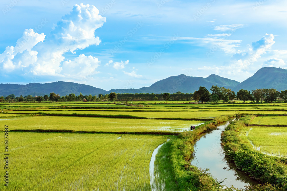 Wall mural Asian male farmer with a beautiful landscape natural view of the rice fields and irrigation with mountains in the background in evening sky. Mid distance view of farmer working in rice paddy field.